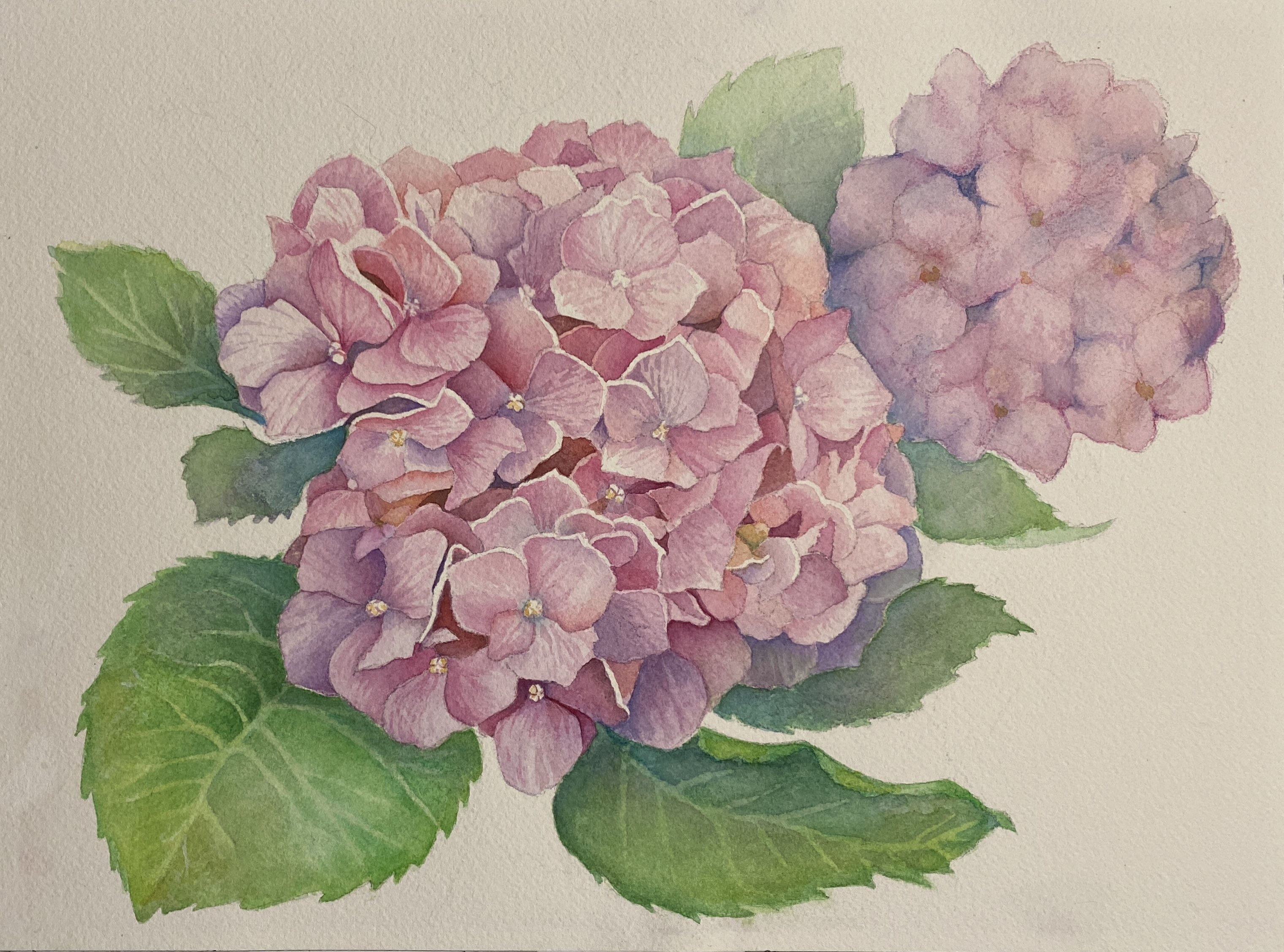 Rhododendron Watercolor